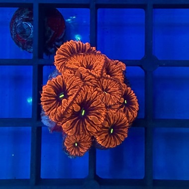 Ultra Red Blasto Colony