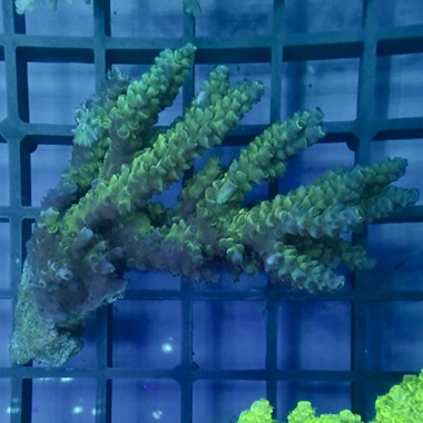 Oz Acropora Colony