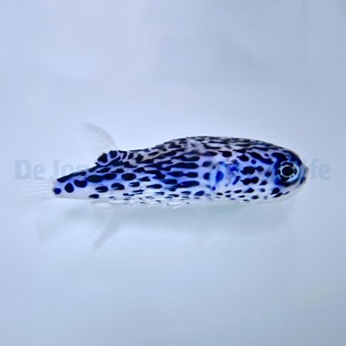 Blue Porcupine Puffer
