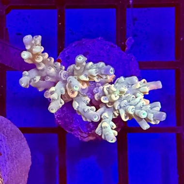 Mini Acro Colony