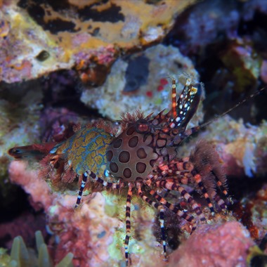 Mosaic Marble Shrimp