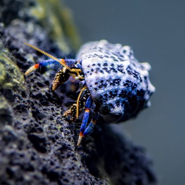 Blue Leg Hermit Crab
