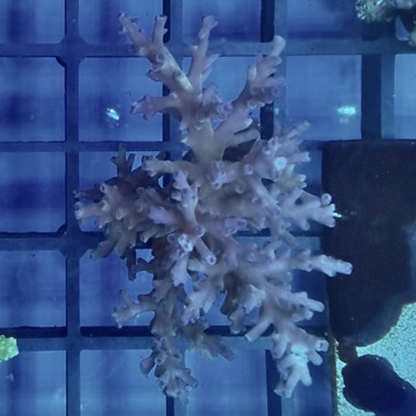 Ice Fire Acropora