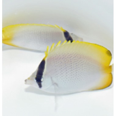 Gunther's Butterflyfish