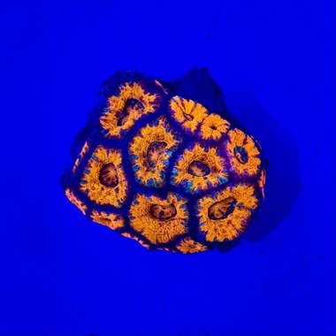 Acan Colony