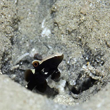 White Cap Shrimp Goby