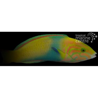 Sunset Banana Wrasse