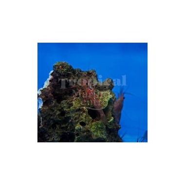 Giant Peppermint Shrimp