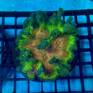 Rainbow Lettuce Coral