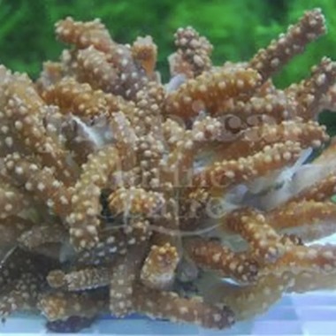 Snake Polyp