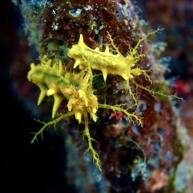 Yellow Sea Cucumber