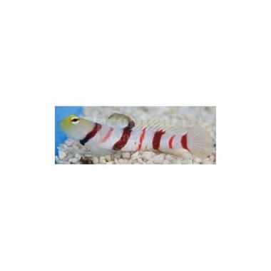 Dracula Shrimp Goby
