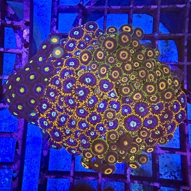 Enfys Zoa Colony