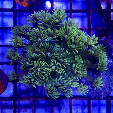Green Goniopora Frags