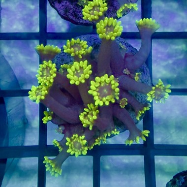 Grinch Goniopora Frag