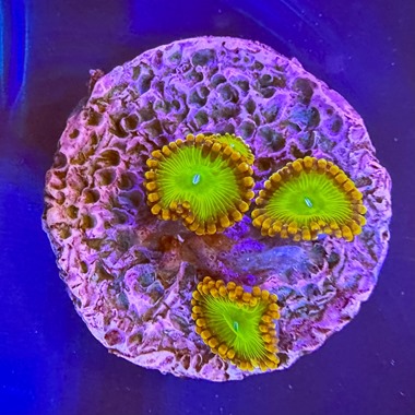 Orange Juice Zoa Frag