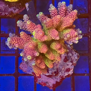 Acropora Colony