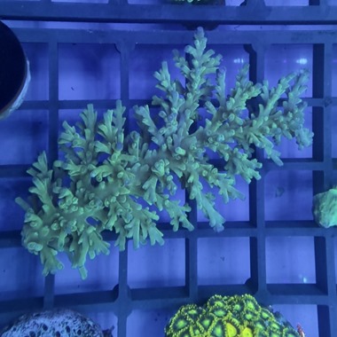 Oz Acropora Colony