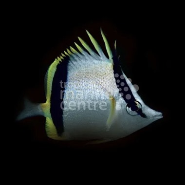 Marcella Butterflyfish