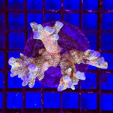 Bubblegum Montipora