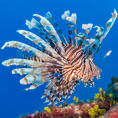 Volitans Lionfish