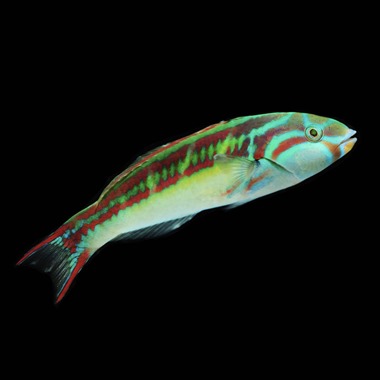 Glorious Banana Wrasse