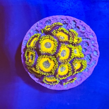 Scrambled Eggs Zoa Frag