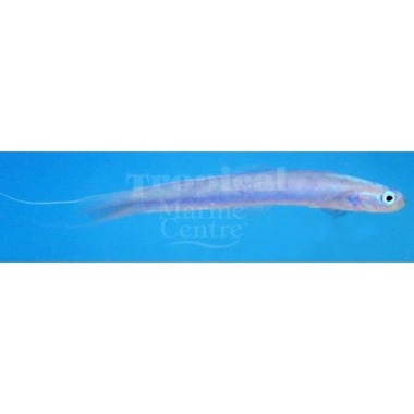 Threadfin Dartfish