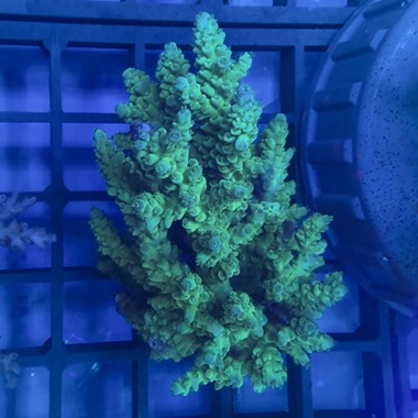 Oz Acropora Colony