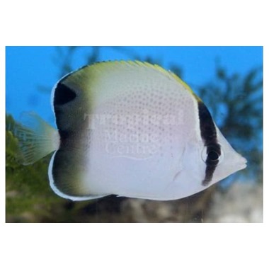 African Butterflyfish