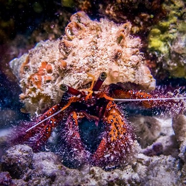 Giant Hairy Hermit Crab
