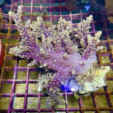 Purple Bush Coral