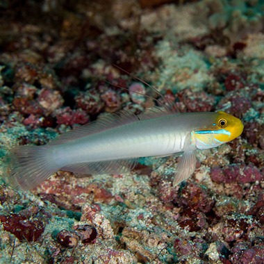 Blue Cheek Sleeper Goby