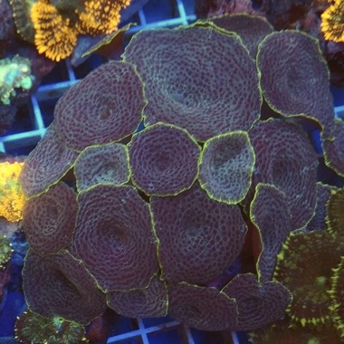 Blue Mushroom Colony