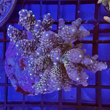 Acropora Colony