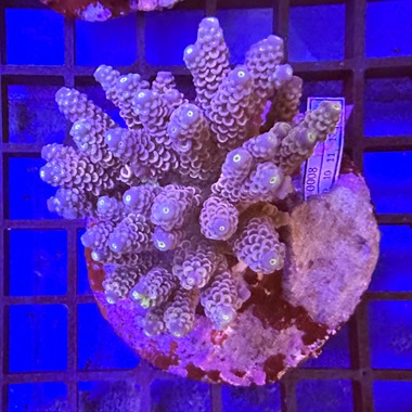 Acropora Colony