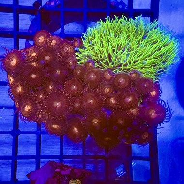 Red Zoa Colony with Green Star Polyps