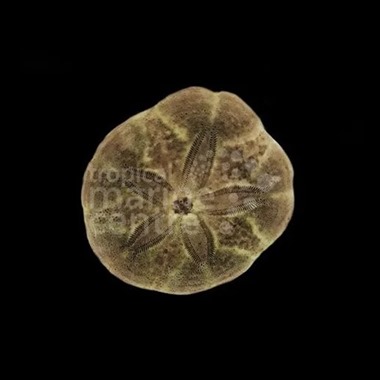 Sand Dollar