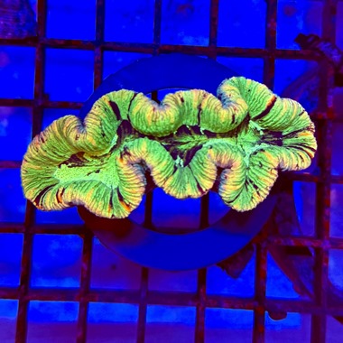 Gold Stripe Trachyphyllia