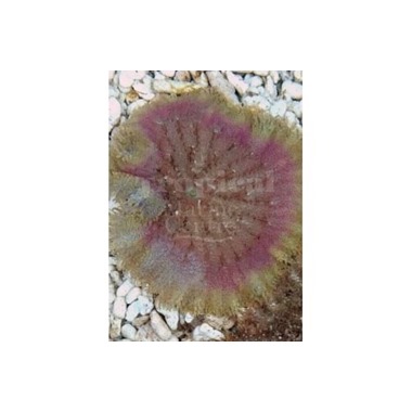 Maxi Mini Anemone