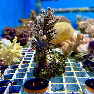 Christmas Tree Coral
