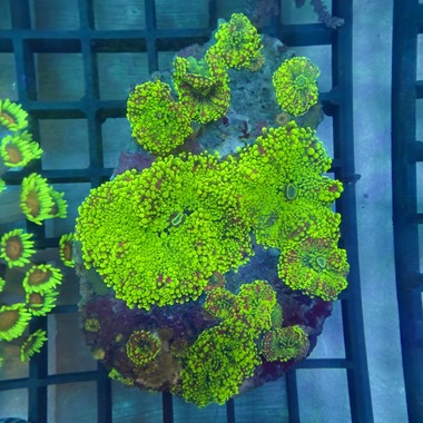 Ultra Ricordea Mushroom