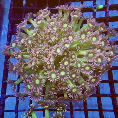 Minty Pink Goniopora