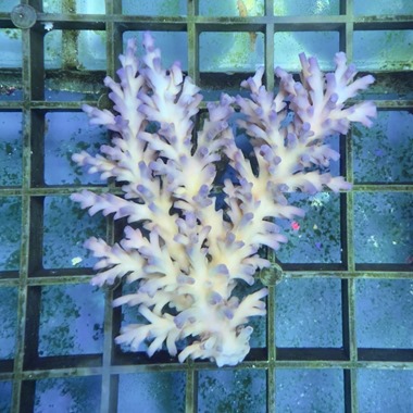 Ice Fire Acropora