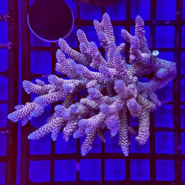 Oz Acropora Colony