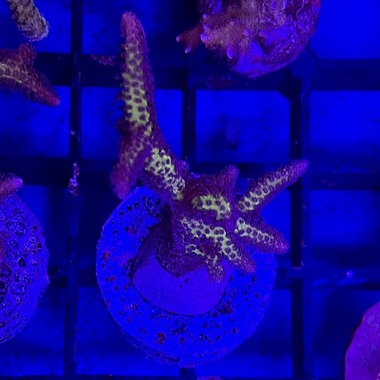 Birds of Paradise Birds Nest Frag