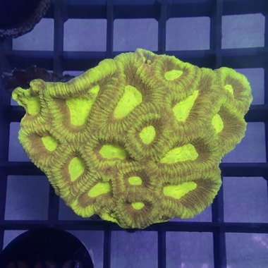 Favia Colony