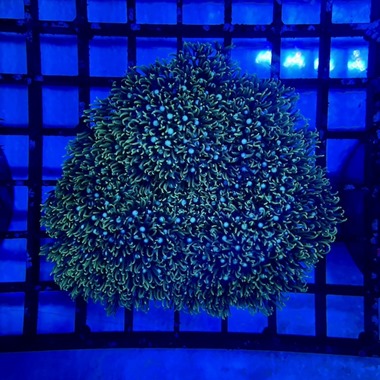 Green Star Polyp