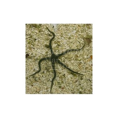 Green Brittle Starfish