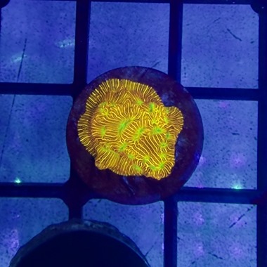 Jack O Lantern Leptoseris Frag